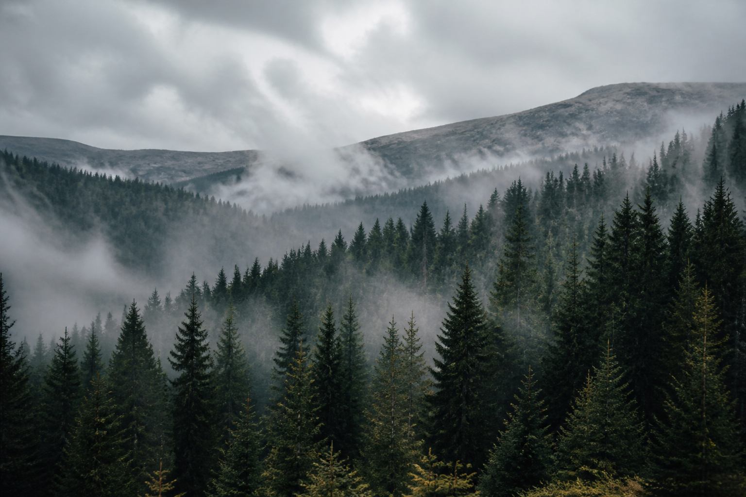 Nebeliger Fichtenhang im Harz mit tiefer Wolkendecke über dem Plateau