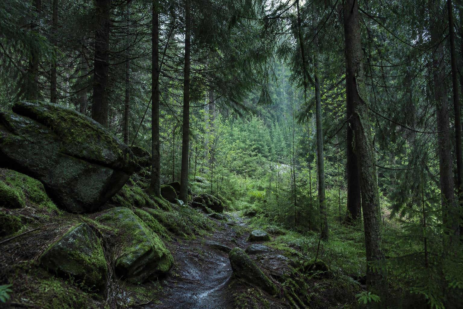 Dunkler Fichtenhang mit Moos und schmalem Waldpfad im Harz